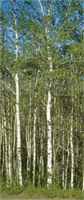 populus tremuloides quaking aspen tree