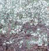 prunus besseyi sand cherry seed tree