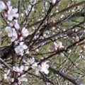 prunus davidiana davids peach seed tree