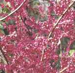 prunus mandshurica manchurian apricot