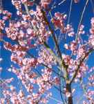 prunus mume japanese apricot tree seed
