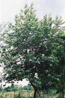 prunus serotina black cherry tree seed