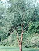 prunus serrula tibetan cherry seed