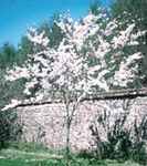 prunus pendula subhirtella higan weeping cherry seed tree