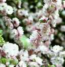 prunus triloba flowering plum tree seed