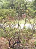 prunus virginiana chokecherry seed tree