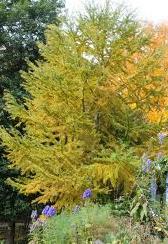 pseudolarix amabilis golden larch form seed plant