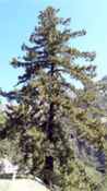 pseudotsuga macrocarpa big cone spruce seed 