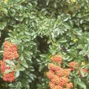 pyracantha coccinea lalandi firethorn vine shrub tree seed