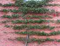 pyracantha coccinea lalandi mohave vine shrub plants 
