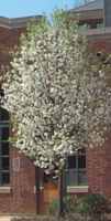 pyrus calleryana bradford pear tree seed