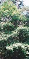 quercus alba white oak seed tree