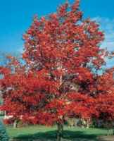quercus borealis red oak tree seed