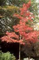 quercus coccinea scarlet oak tree seed