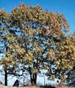 quercus falcata var pagodifolia cherrybark oak tree seed