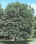 quercus pallustris pin oak tree seed