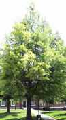 quercus phellos willow oak tree seed