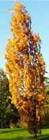 quercus robur fastigata english columnar oak tree seed