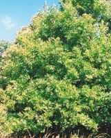 quercus velutina black oak seed tree