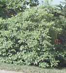 rhamnus frangula asplenifolia fernleaf buckthorn tree seed