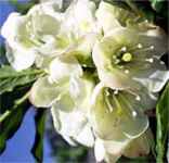 rhododdendron albiflorum tree seed