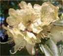 rhododendron ambuguum seed plant