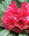 rhododenron arboreum seed plant 