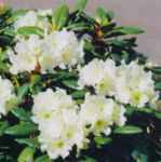rhododendron aureum shrub tree seed