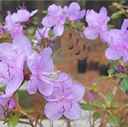 rhododendron dauricum seed plant