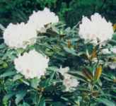 rhododendraon faberi seed plant