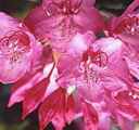 rhododendron macrophyllum seed plant