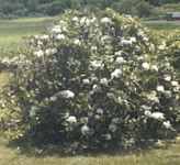 rhododendron maximum seed plant