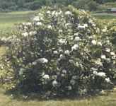 rhododendron maximum seed plant