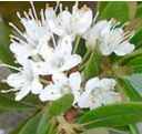 rhododendron micranthum seed plant