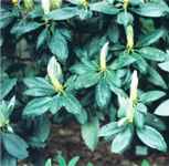 rhododendron phaeochrysum seed plant