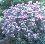 rhododendron rubiigosum seed plant