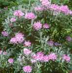 rhododendron smirnowi seed plant