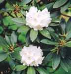 rhododendron traillianum seed plant