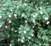 rhodotypos scandens black jetbead shrub seed