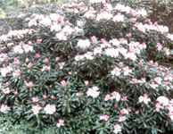 rhododendron yakusimanum shrub tree seed
