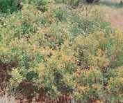 rhus coppallina flameleaf sumac seed tree