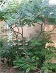 rhus typhina staghorn sumac tree seed