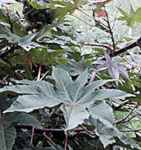 ricinus communis castor bean seed