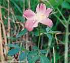 rosa arkansana prairie arkansas rose seed 