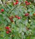 rosa canina dog rose seeds 