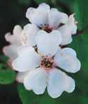 rosa multiflora rose seed