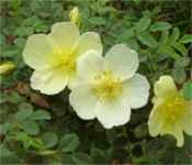 rosa primula rose seed