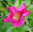 rosa rugosa red rose seed