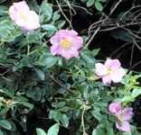 rosa virginiana virginia rose seed