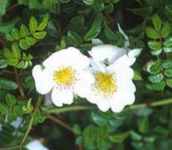 rosa wichuraiana memorial rose seed